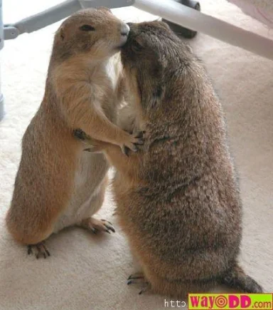 funny-pictures-how-animals-kiss-0qo.webp