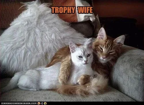 funny-pictures-c&#97.webp