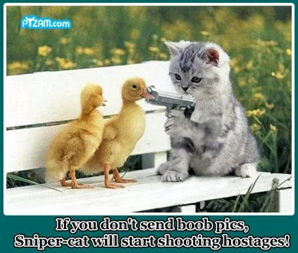 pyzamsnipercat..webp