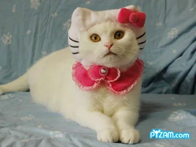 pyzamhellokitty..webp