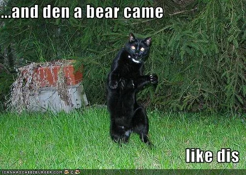 funny-pictures-cat-shows-how-bear-came.webp