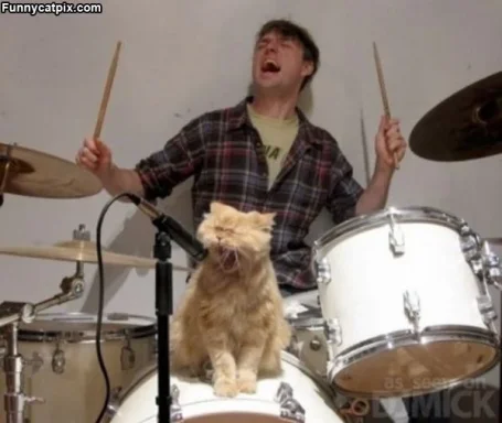 Rock_Star_Cat.webp