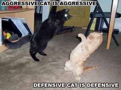 funny-cats.webp