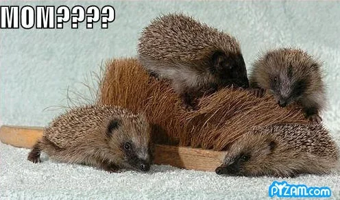 pyzamporcupine.webp