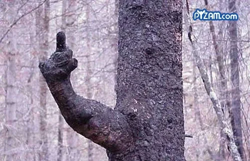 pyzamfunnytree.webp