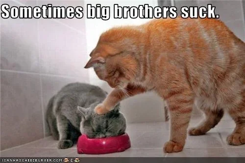 funny-pictures-cat-has-annoying-big-brother.webp