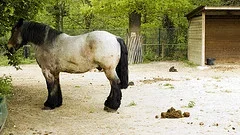 4556241638_6c724277a2_m.webp