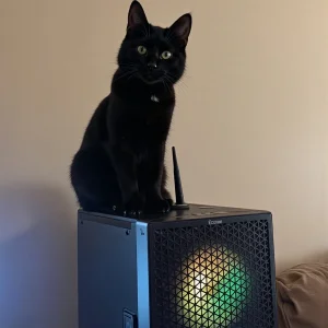 Cat On Computer.webp