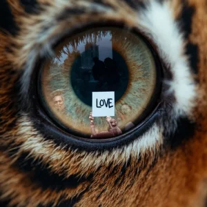 Cats Eye.webp