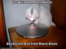 funny-pictures-cat-is-visited-by-aliens.webp