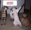 funny-dancing-cats.jpg