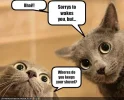 funny-pictures-your-cats-need-a-shovel.webp