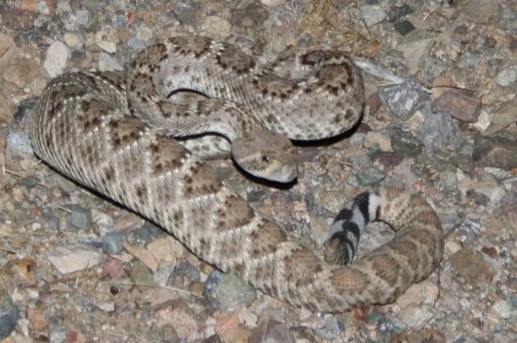 15wmq39.webp 15wmq39.webp