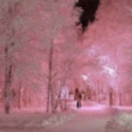 cherry blossom