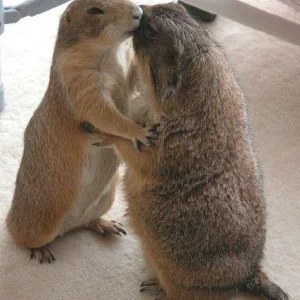 funny-pictures-how-animals-kiss-0qo.jpg