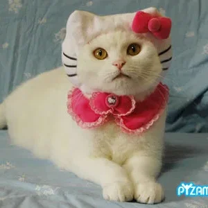 pyzamhellokitty..jpg