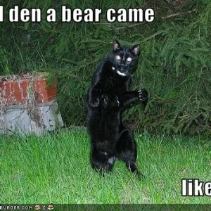 funny-pictures-cat-shows-how-bear-came.jpg