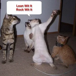 funny-dancing-cats.jpg