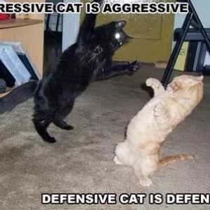 funny-cats.jpg