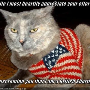 funny-pictures-cat-is-british.jpg