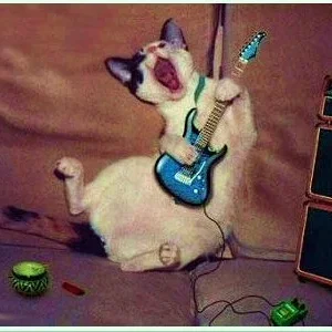 Cat Playing Guitar.JPG