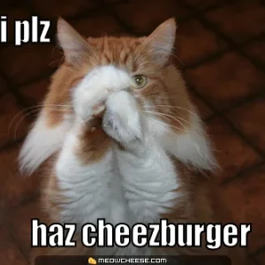 can-i-plz-haz-cheezburger.jpg