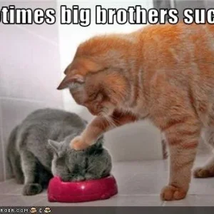 funny-pictures-cat-has-annoying-big-brother.jpg