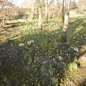 Snowdrops.png