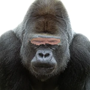 gorilla.png