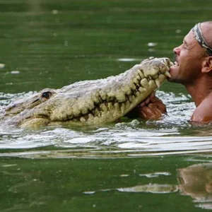 11-pocho-crocodile.jpg