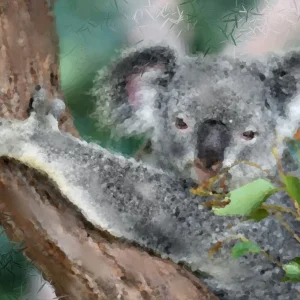 Koala Bear.jpg