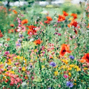 Field Of Flowers.jpg