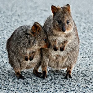 Quokka.jpg