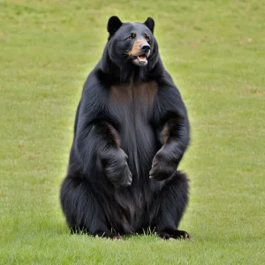 Sitting Bear.jpg